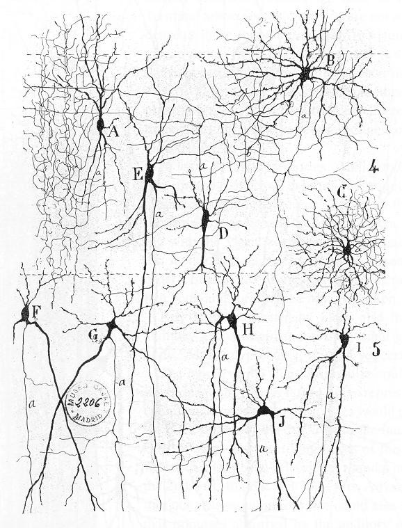 Diversity of neuronal morphologies in the auditory cortex