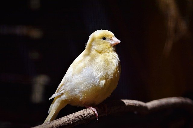 Canary bird