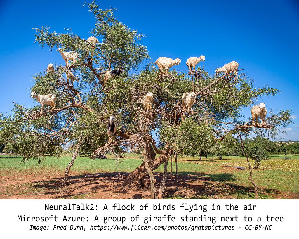 ML image captioning mistakes